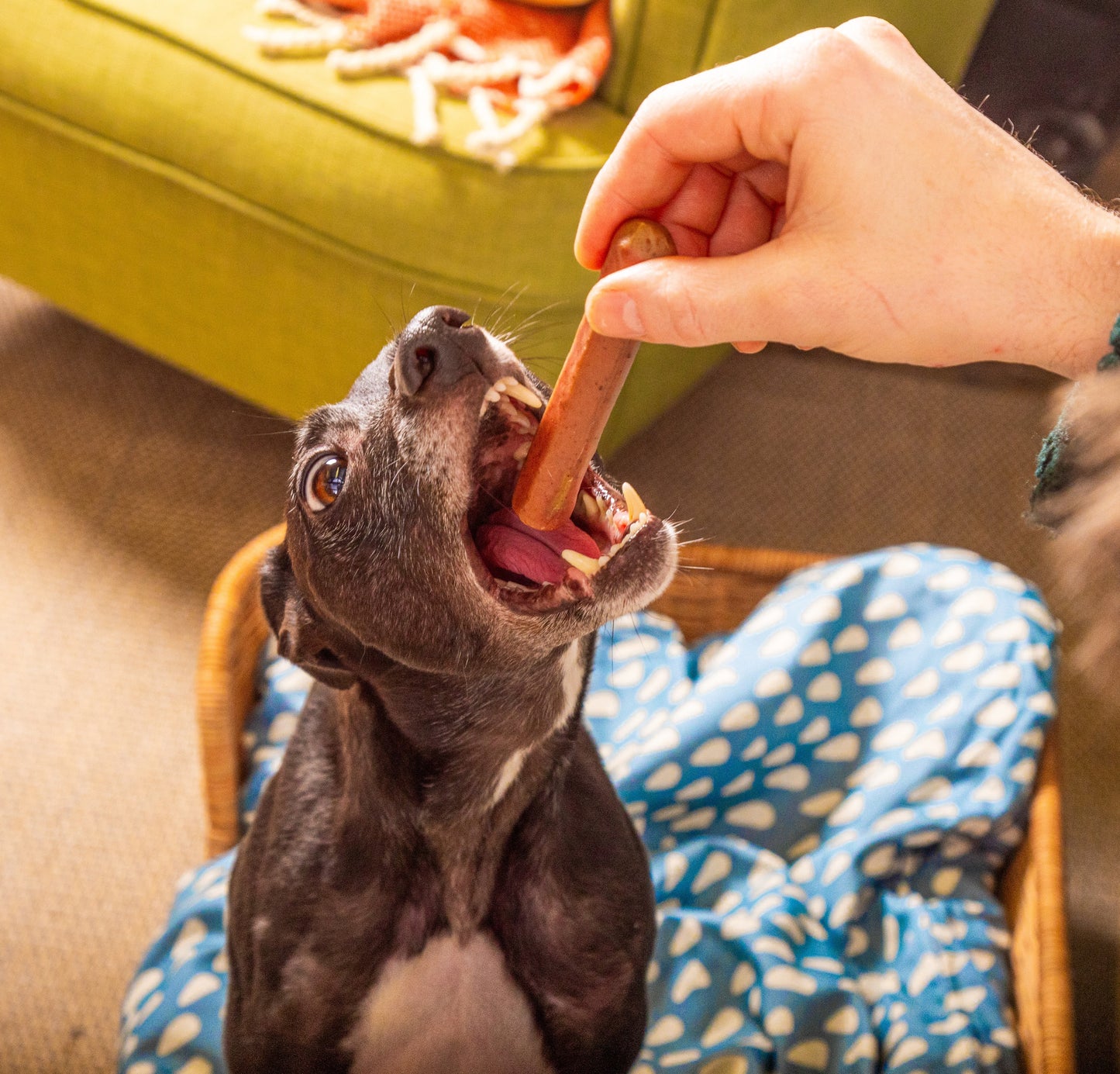 Gourmet Moist Sausages - Turkey and Cranberry